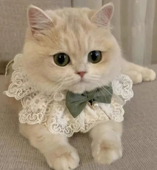 Cão arco babador bonito gato cachecol acessório para animais de estimação pequeno cão teddy decoração pomerian acessórios para cães acessórios para animais de estimação